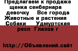 Предлагаем к продаже щенка сенбернара - девочку. - Все города Животные и растения » Собаки   . Удмуртская респ.,Глазов г.